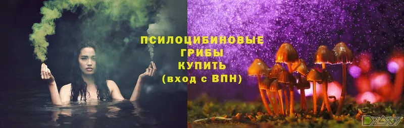 купить наркотик  Заводоуковск  Псилоцибиновые грибы MAGIC MUSHROOMS 